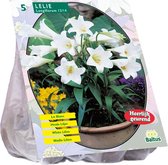 Plantenwinkel Lilium Longiflorum Lelie bloembollen per 5 stuks