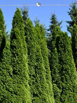 Westerse Levensboom Thuja Smaragd 140-160 cm in Pot, 7x Haagplant