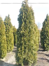 Westerse Levensboom Thuja Smaragd 160-180 cm in Pot, 7x Haagplant
