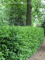 Laurier Prunus Novita 100-120 cm, 10x Haagplant