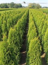 Westerse Levensboom Thuja Smaragd 80-100 cm in Pot, 30x Haagplant