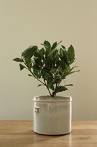 TOODAY Laurierplant in pot Nina roze
