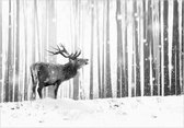 Fotobehang - Deer in the Snow (Black and White).