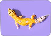 Muismat Gekko Rubber - Hoge kwaliteit foto van een gekko - Muismat op polyester bedrukt - 25 x 19 cm - Anti-slip muismat - 5mm dik - Muismat met foto - heerlijk voor op je bureau