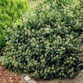 8 x Hedera helix Arborescens - Struikklimop in C2 pot met hoogte 10-20cm