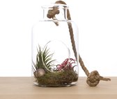 2 airplants in hangvaas