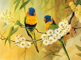 Diamond Painting 2 vogels 50 x 50 vierkante steentjes