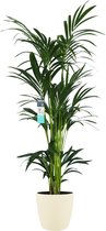 Kamerplant van Botanicly – Kentiapalm  incl. crème kleurig sierpot als set – Hoogte: 160 cm – Howea forsteriana Kentia