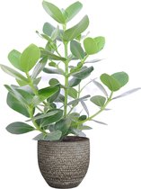 Kamerplant van Botanicly – Varkensboom in veelkleurig Keramisch pot 'MICA' als set – Hoogte: 50 cm – Clusia Princess