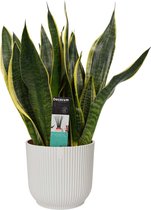 Hellogreen Kamerplant - Sansevieria Superba - 40 cm - ELHO Vibes Fold Sierpot Zijdewit