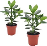 Plant in a Box - Set van 2 Clusia rosea Princess - Stevige kamerplant - Groene bladeren - Pot 12cm - Hoogte 25-35cm