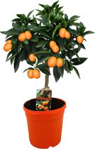 Plant in a Box - Citrus microcarpa fortunella Kumquat - Citrus Kumquat - Citroenboom winterhard - Pot 19cm - Hoogte 50-60cm