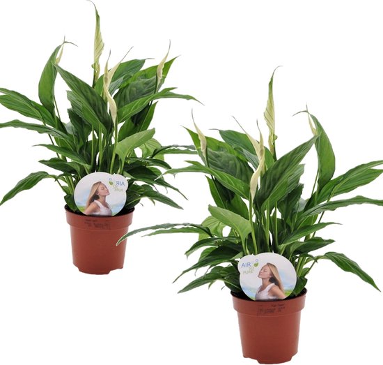 Plant in a Box - Set van 2 Spathiphyllum 'Lepelplant' - Luchtzuiverend - Kamerplant - Pot ⌀12cm - Hoogte ↕ 30-40cm