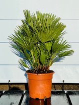 Sunnytree - Palmboom - Chamaerops Humilis Vulcano - Hoogte 50 cm - plant voor binnen & buiten