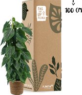 Philodendron Scandens op mosstok in mand - kamerplant in speciale cadeauverpakking - Pot ⌀19cm - Hoogte ↕ 80cm