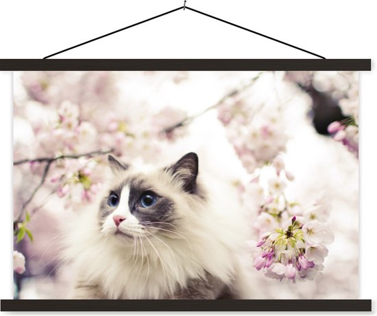 Affiche textielposter Un chat Ragdoll parmi les fleurs roses 120x80 cm