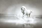 Dibond - Dieren - Wildlife / Paard / Paarden in beige / wit / zwart / grijs - 80 x 120 cm.