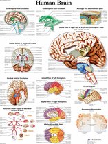 Het menselijk lichaam - anatomie poster hersenen (Engels, papier, 50x67 cm) + ophangsysteem