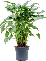 Plantenwinkel Alocasia Cucullata 105 cm kamerplant