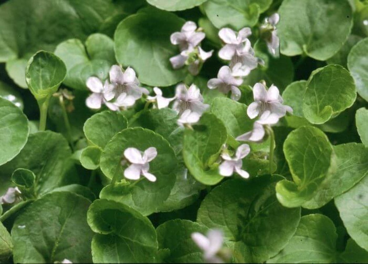 Moerasviooltje (Viola palustris) - Oeverplant - 3 losse planten - Om zelf op te potten - Vijverplanten Webshop