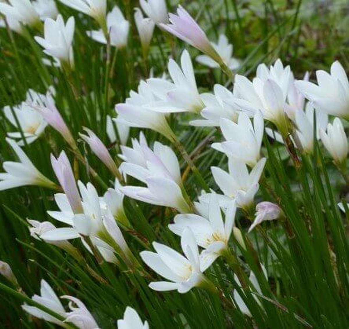 Westenwindbloem (Zephyranthes candida) - Vijverplant - 3 losse planten - Om zelf op te potten - Vijverplanten Webshop