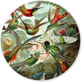 Wandcirkel Hummingbirds - 90 cm - Forex - Schilderij Oude Meesters