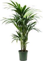 Kamerplant van Botanicly – Kentiapalm – Hoogte: 105 cm – Howea Forsteriana