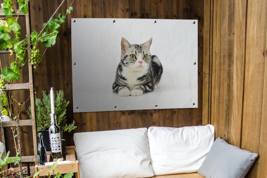 Affiche jardin - Toile jardin - Affiches jardin extérieur - American Shorthair tacheté Argent - Posters de jardin cm - Jardin