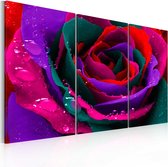 Schilderij - Regenboogkleurige rose.