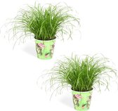 Kattengras - Cyperus Zumula - 2 stuks - potmaat Ø12cm - hoogte 25-30 cm - Diervriendelijke kamerplant