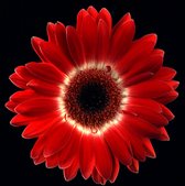 Dibond - Bloem - Gerbera in rood / wit / zwart - 100 x 100 cm.