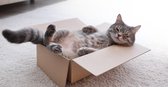 Davo Dog Supplies Katten Suprise Box