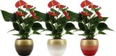 Bloemen van Botanicly – 3 × Flamingoplant – Hoogte: 36 cm – Anthurium