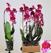 Orchidee van Botanicly – Vlinder orchidee – Hoogte: 60 cm, 1 tak – Phalaenopsis Cascade