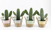 Cactussen van Botanicly – 4 × Schijfcactus – Hoogte: 30 cm – Opuntia
