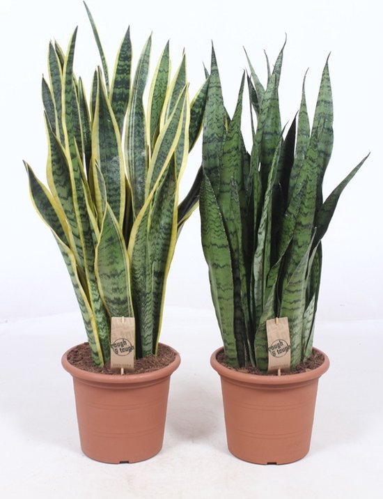 Kamerplanten Van Botanicly 2 × Vrouwentongen Hoogte 70 Cm Sansevieria Laurentii 