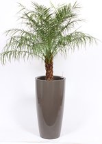 Kamerplant van Botanicly – Dwergdadelpalm in taupe pot als set – Hoogte: 145 cm – Phoenix robellini