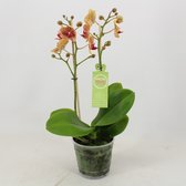 Orchidee van Botanicly – Vlinder orchidee – Hoogte: 35 cm, 1 tak – Phalaenopsis multiflora Penny Love