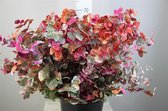 Bos Eucalyptus Cinera Picasso - 5 bos - VERSE DROOGBLOEMEN - 350 GRAM - Decoratieve takken - GRATIS verzending