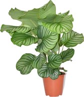 ZynesFlora - Calathea Orbifolia - Ø 17 cm - Hoogte: 40 - 50cm - Calathea - Luchtzuiverend - Kamerplant