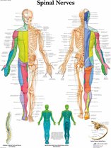 Het menselijk lichaam - anatomie poster ruggenmergzenuwen (Engels, papier, 50x67 cm)