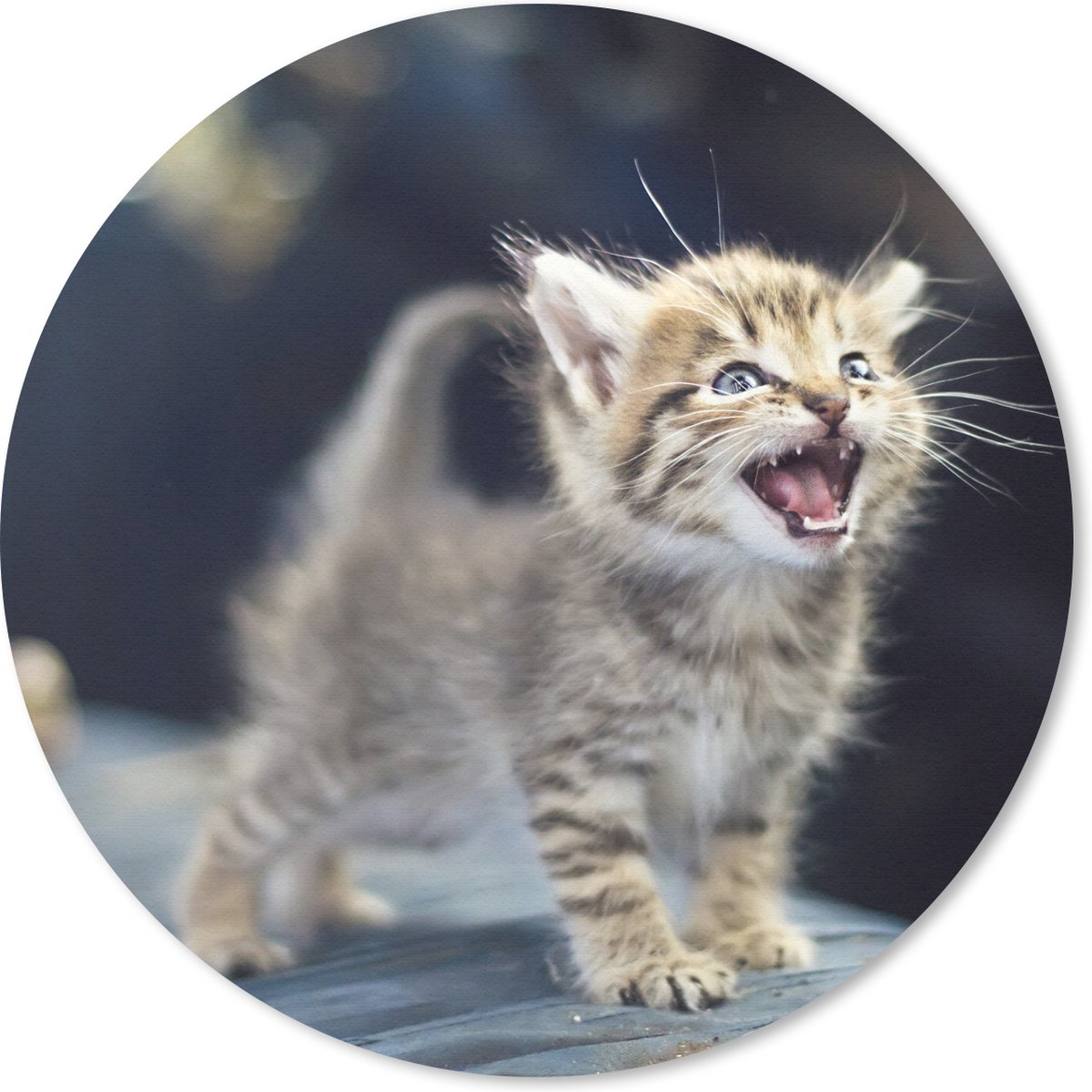Muismat rond 20x20 cm - Mousepad Een eenzame kitten huilt om voedsel - Ronde muismatten