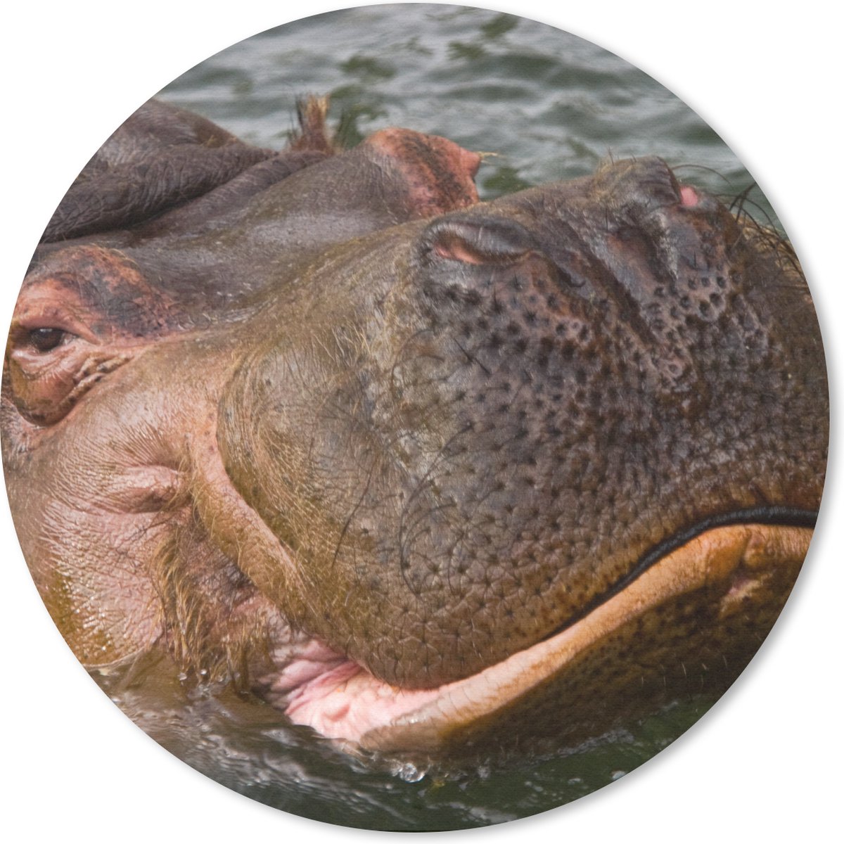 Muismat rond 30x30 cm - Mousepad Nijlpaard - Water - Ronde muismatten