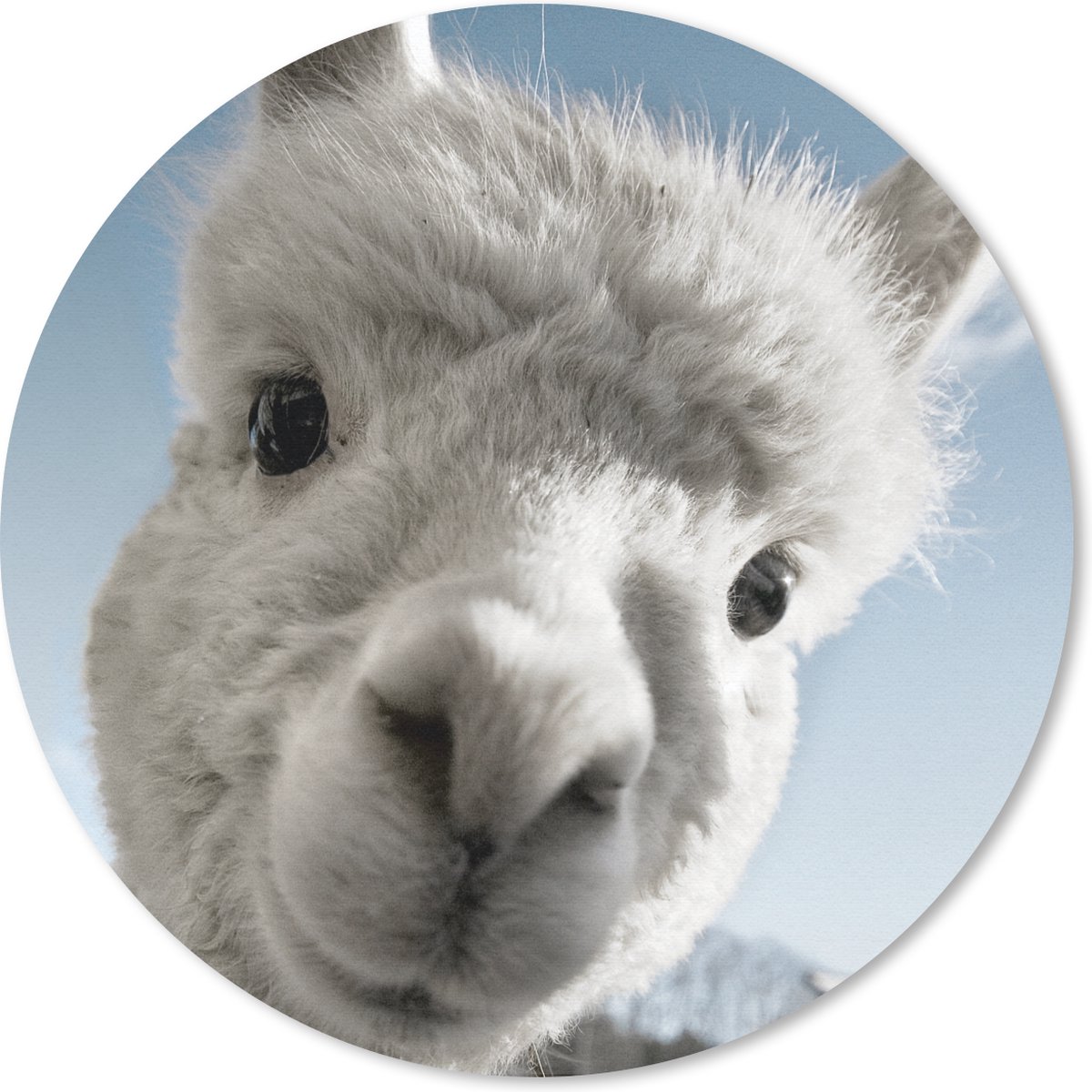 Muismat rond 20x20 cm - Mousepad Alpaca - Dier - Wit - Ronde muismatten