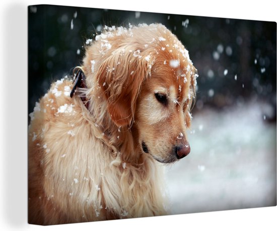 Canvas Schilderij Close-up van een Golden Retriever hond in de sneeuwvlokken - 90x60 cm - Wanddecoratie