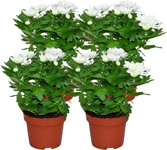 ZynesFlora - Chrysabella Wit - 4 Stuks - Potchrysant - Ø 12 cm - ↕ Hoogte: 25 cm - Tuinplant - Terrasplant - Kamerplant