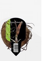 Baltus Arum Cornutum bloembol per 1 stuk