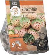 Baltus Aardbei Pineberry per 3 stuks