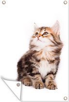 Tuindecoratie Kitten kijkt omhoog tegen een witte achtergrond - 40x60 cm - Tuinposter - Tuindoek - Buitenposter