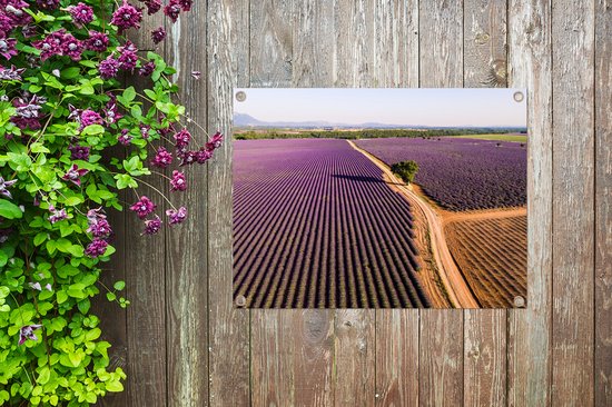 Tuin decoratie Een lavendel veld in de zomer in Provence, Frankrijk - 40x30 cm